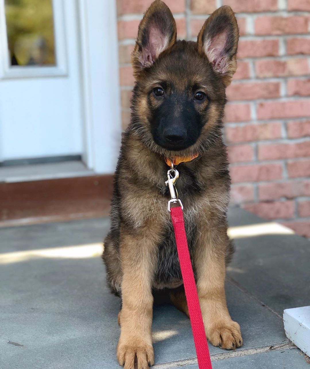Name: Adelco (Male)<br>Breed: German Shepherd