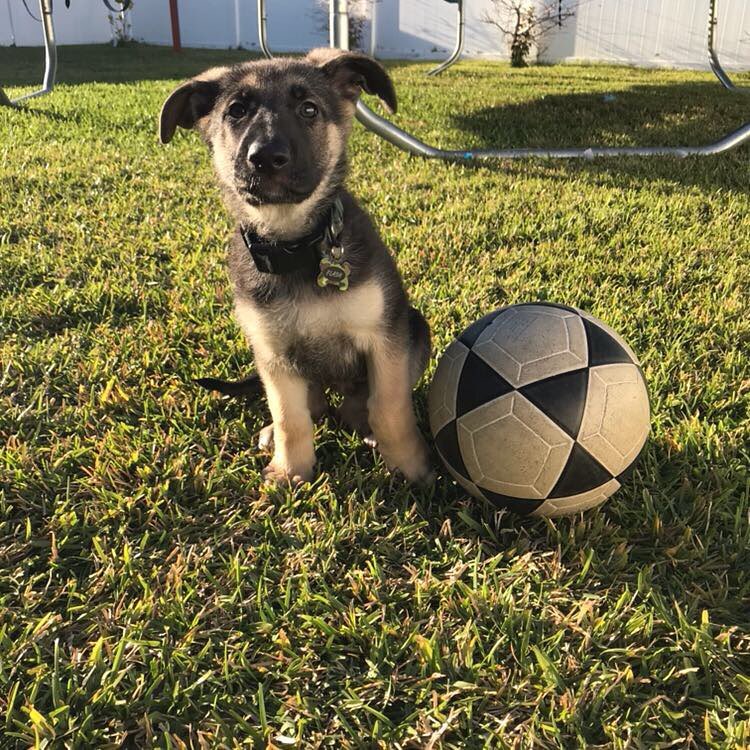 Name: Flash (Male)<br>Breed: German Shepherd