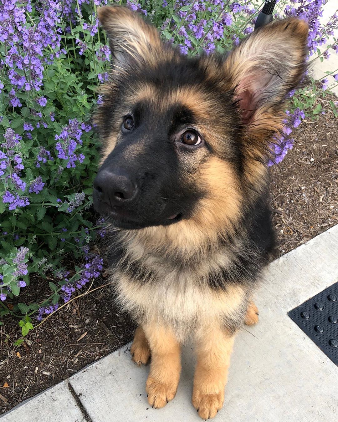 Name: Jake (Male)<br>German Shepherd