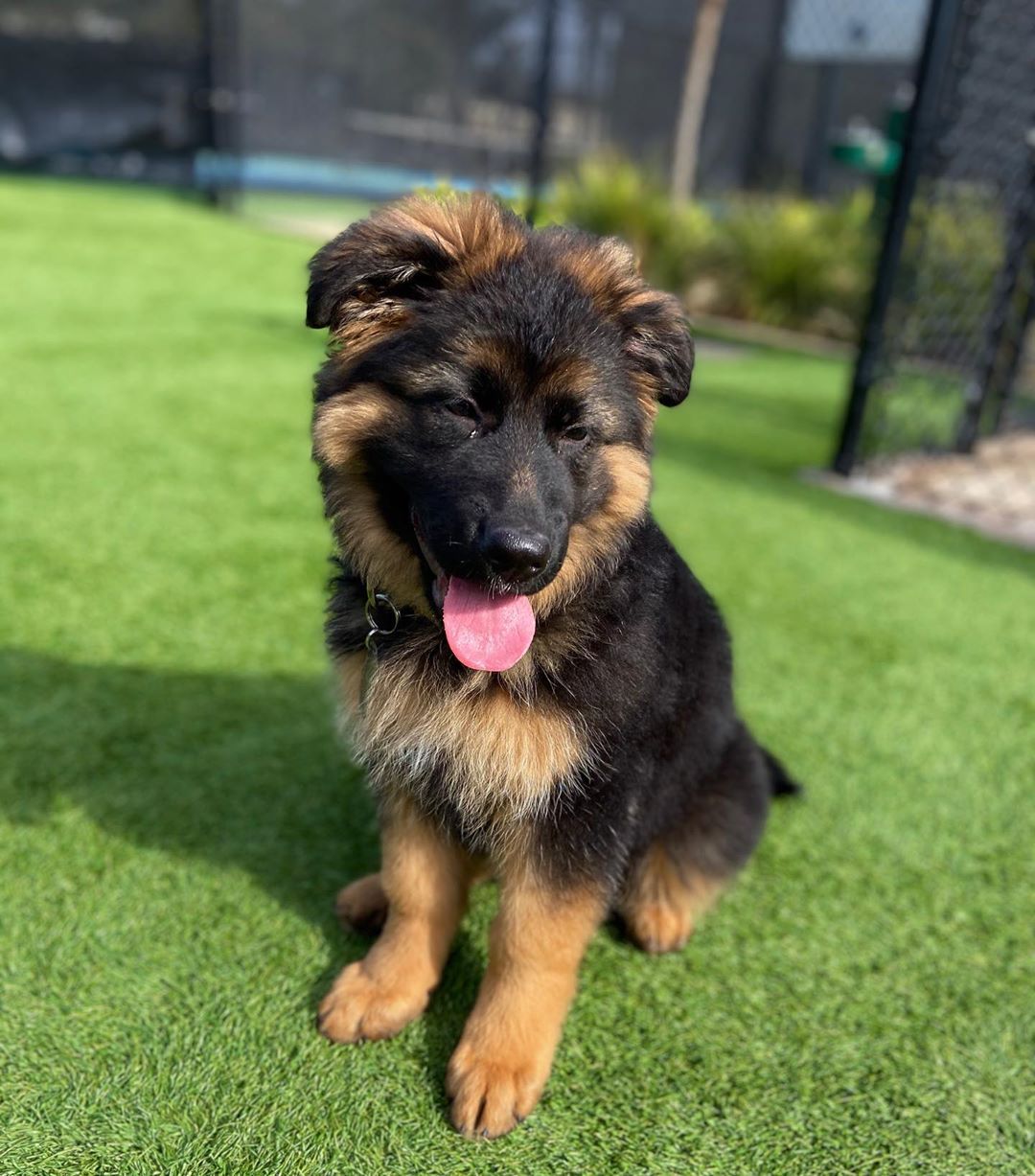 Name: Leia (Female)<br>Breed: German Shepherd