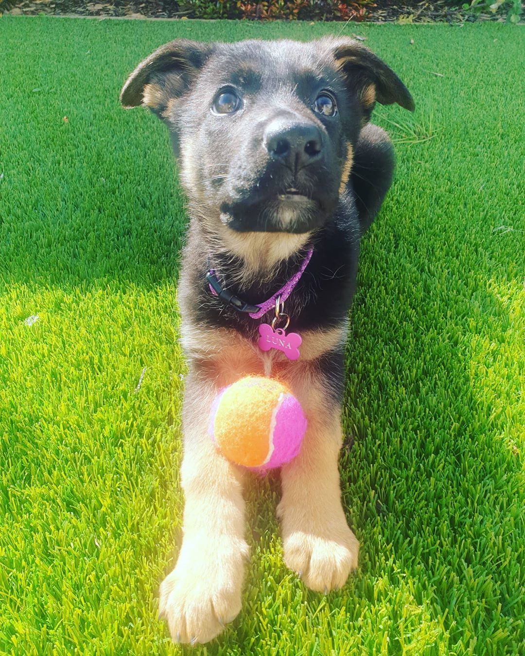 Name:  Luna (Female)<br>Breed: German Shepherd