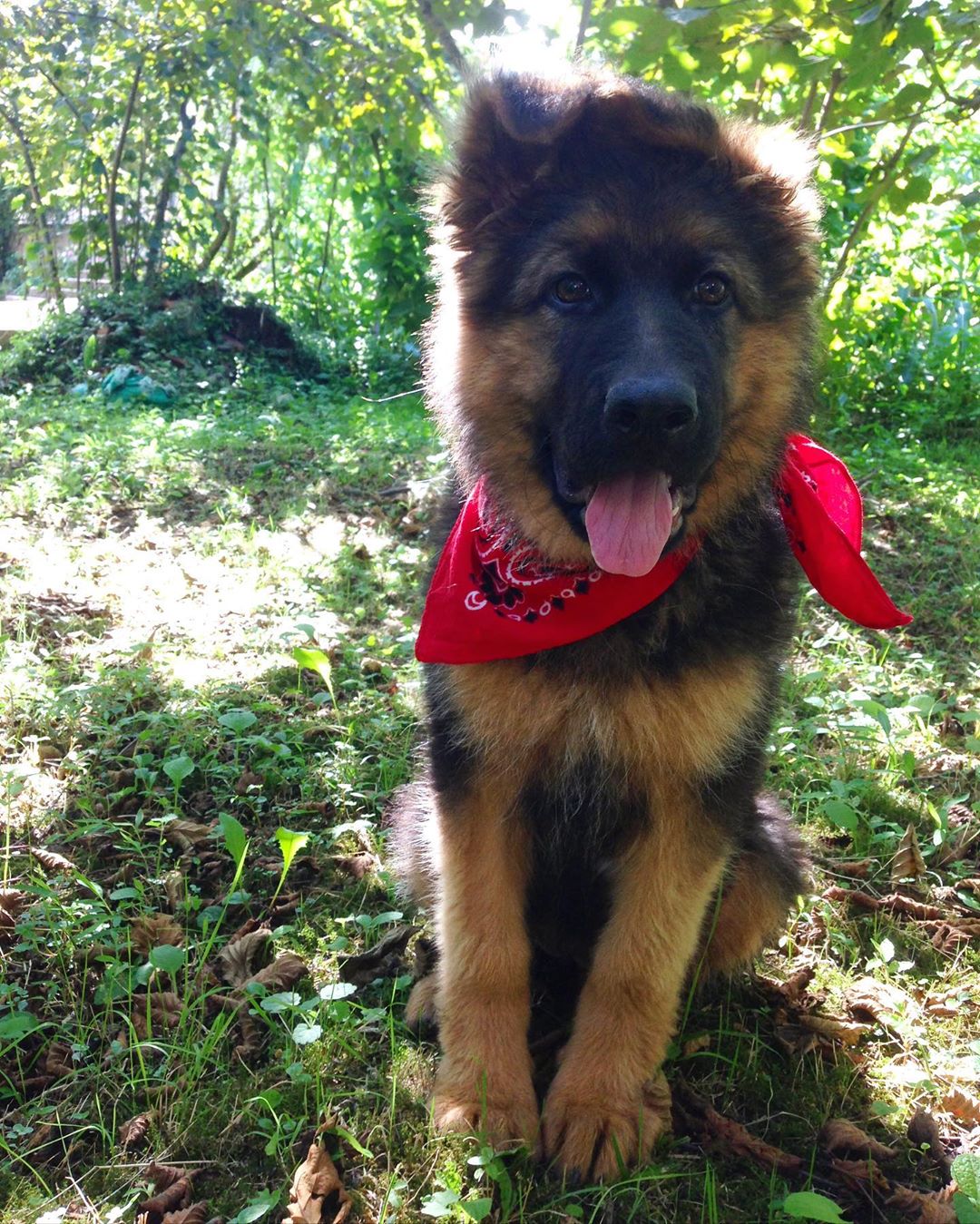Name:  mia (Female)<br>Breed: German Shepherd