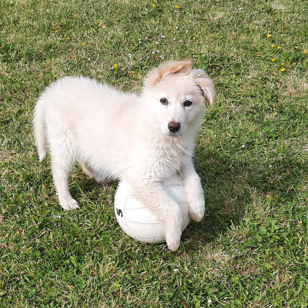 Name: Nala (Female)<br>Breed:  German Shepherd