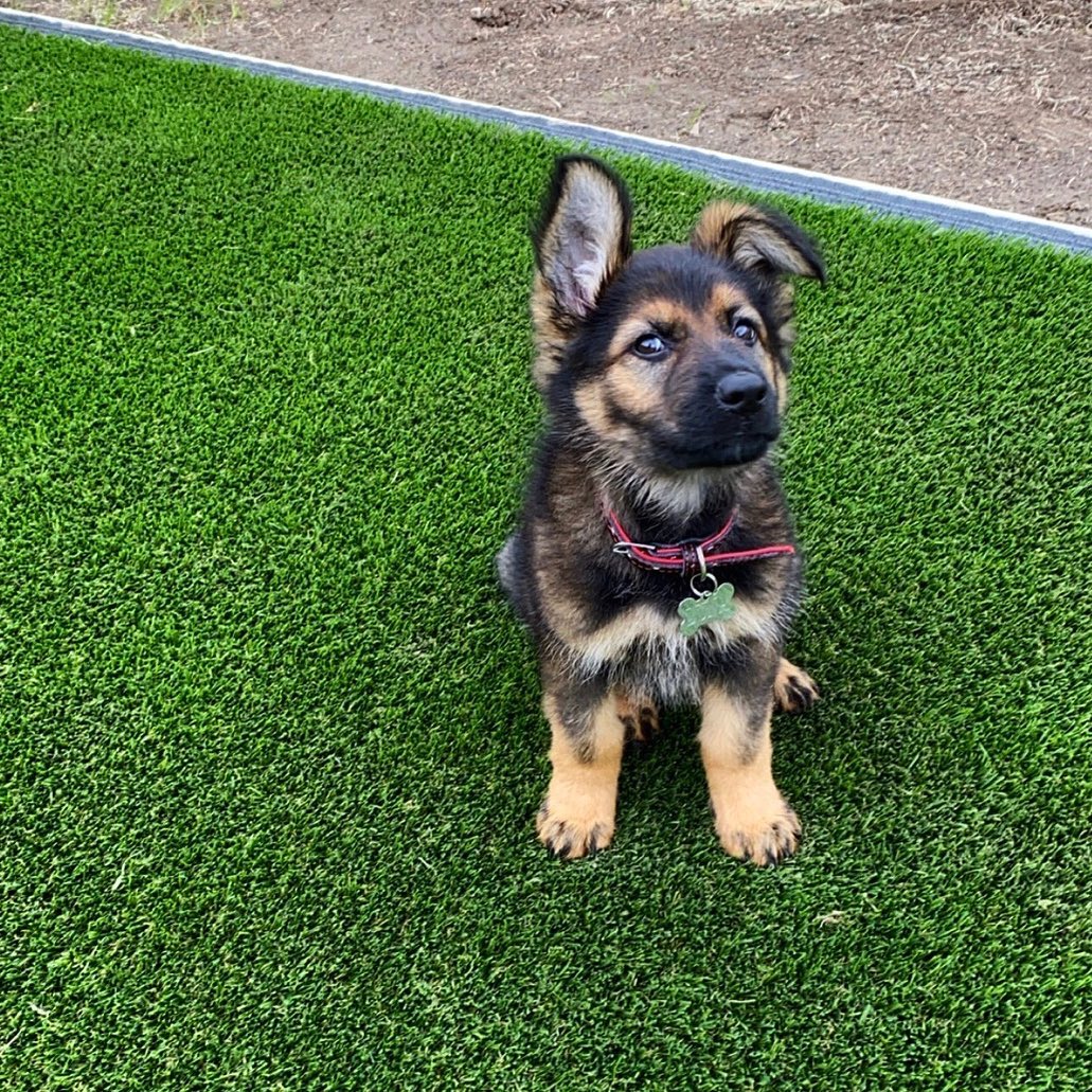 Name: Romeo (Male)<br>Breed: German Shepherd